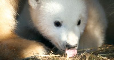 Highland Wildlife Park shares adorable new images of UK’s youngest polar bear