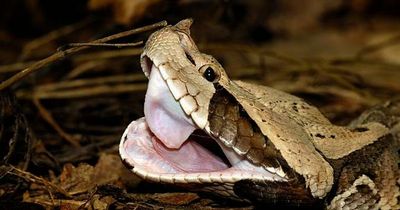 Man pulled back from the brink of death after being bitten by world's most deadly snake