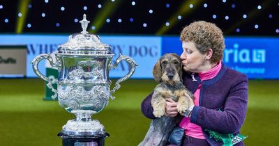 Crufts 2022: Full timetable, how to watch and what channel is it on?