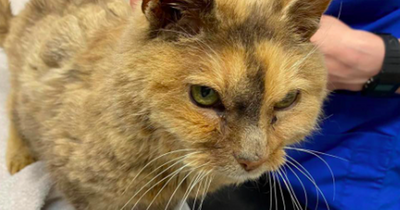 Scots owner reunited with cat missing for 17 years after 'out of the blue' phone call