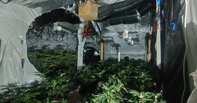 Police discover cannabis farm with 200 plants growing in Stanley home