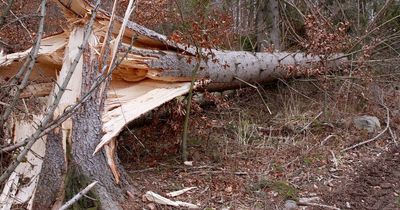 Met Office warns severe weather alerts could be issued this week