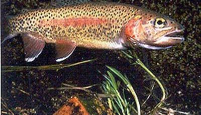 Spring trout season: Opens April 2, early catch-and-release opens March 19 at nine statewide sites