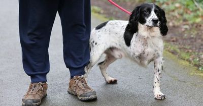 Dog had leg amputated after being hit by bike sparking debate over ‘arrogant’ cyclists