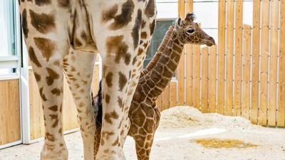 VIDEO: Giraffe Calf Rejected By Mother Is Named Amari, Meaning ‘Strong’