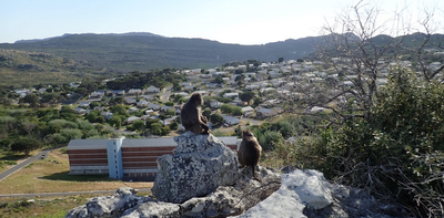 What GPS trackers revealed about Cape Town's baboon troop movements