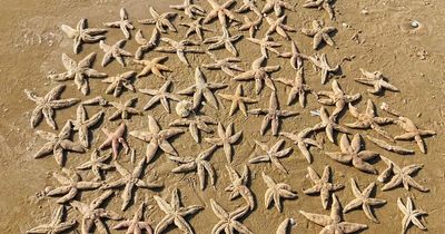 Mystery as 'thousands' of starfish washup on Merseyside beach