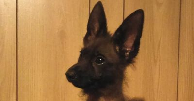 Adorable German shepherd with rare condition will look like a puppy forever