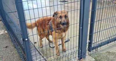 'Cruel' owners abandon unloved dog by shoving him over rescue centre wall