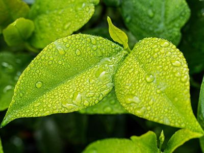 Why AgriFORCE Growing Systems Shares Are Soaring