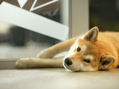 Dogecoin Rolls Over After Billy Markus Circulates Cryptic McDonald's Theory: What's Next?
