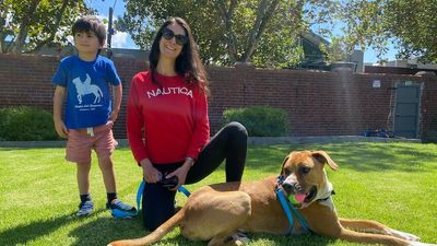 People are surrendering their lockdown pets, so the Lost Dogs Home is holding an adoption drive for big breeds