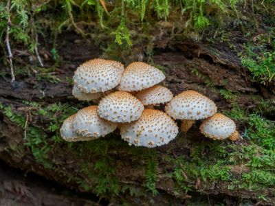 Washington State Voters To Weigh In On 'Facilitated' Psilocybin Sessions: Advocates File Legalization Initiative