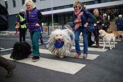 Russian dogs absent as Crufts returns