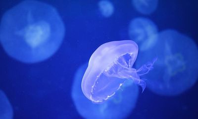 Jellyfish would ‘inevitably’ force nuclear submarines into shutdown if fleet based in Brisbane, expert says