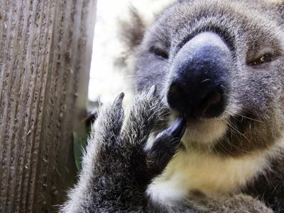 Koala rescuers brace for NSW flood deaths