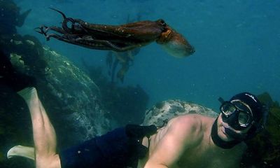 Octopus farming: critics say plans are unethical for ‘exceptionally intelligent animal’