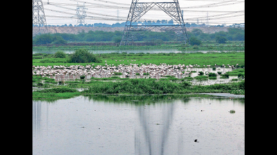 In 10 years, wetland area up by 13% in Haryana