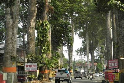 Strict new rules to protect Chiang Mai's iconic trees