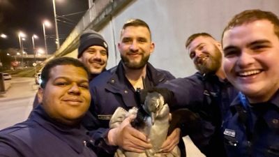 Police Recover Escaped Zoo Penguin On The Streets Of Budapest