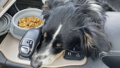 Road trip with a dog? Tips for making you both happy