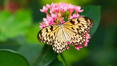 Jerusalem’s New Butterfly House First Of Kind In Israel