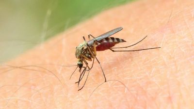 Goulburn man hospitalised after contracting Japanese encephalitis