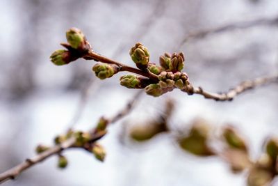 Cherry Blossom Festival marks DC's pandemic comeback