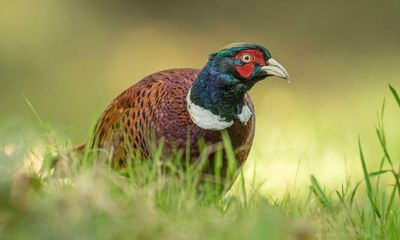 Outcry prompts U-turn over killing wild birds to protect game birds in England