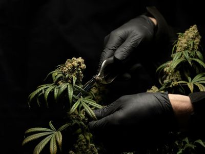 U.S. Senate Appropriations Committee Directs FDA To Regulate CBD And Study Products On The Market