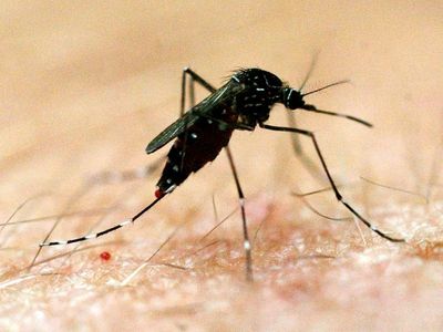 More Japanese encephalitis in NSW, Vic