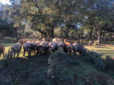 Iberico de bellota: The traditional Spanish meat that’s all about slow food and sustainability