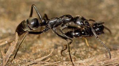 Ants Could be Used to Detect Cancer, Scientists Suggest