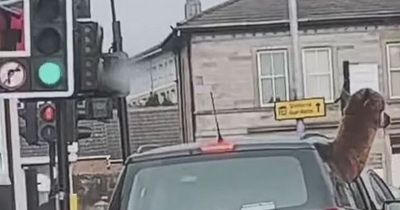 Hilarious moment Scots hairdresser spots alpaca hanging out car window on busy street