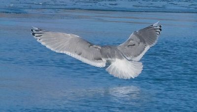 Chicago outdoors: Illinois bobcats, crying for the planet, red-tailed hawks & interstates, Iceland gull