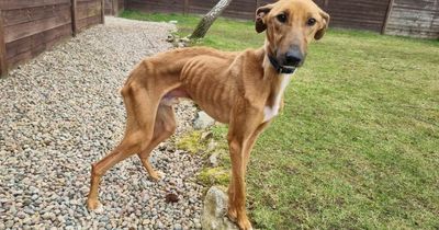 Poorly dog with ribs showing through skin found wandering hill alone in Aberdeenshire