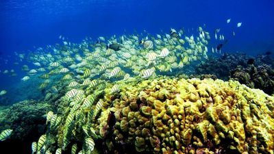 Optimism Grows For Survival Of Hawaiian Corals In Long-Term Study