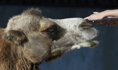 Camel kills two men after escaping Tennessee petting zoo