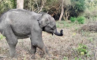 Elephant calf barges into hostel room in Odisha