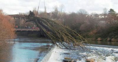 Huge tree filmed being dragged from the River Avon in Bristol
