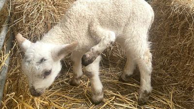 VIDEO: 5-Legged Lamb Rejected By Mother Thrives With Bottle Feeding