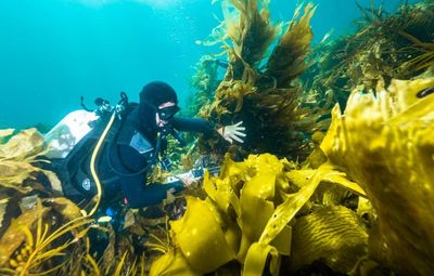 ‘Really worth a crack’: bringing Tasmania’s giant kelp forests back from the brink