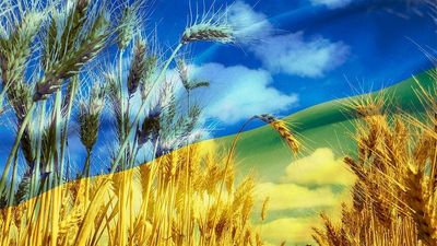 Millions of tonnes of Ukrainian wheat at risk as war rages in 'Europe's breadbasket'