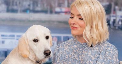 Holly Willoughby horrified as dog Bailey eats her hoover hours after she'd cleaned it