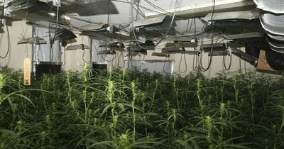 From nightclubs to bookies: The biggest cannabis farms raided by police in the North East