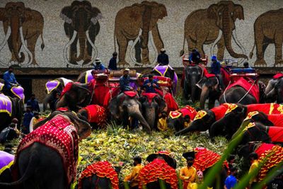 Buffets for jumbos on Elephant Day