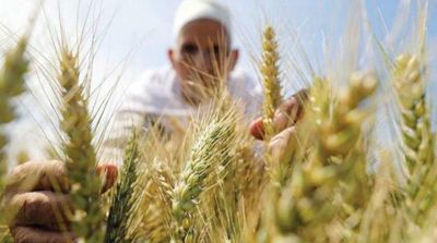 Egypt’s GASC to Receive Tons of Russian, Ukrainian Wheat in Days