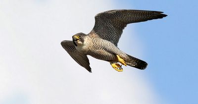 RSPB says Liverpool Anglican Cathedral move to block falcons is 'disappointing'