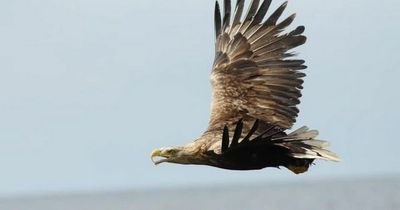 Stunning white-tailed eagle spotted on Greater Manchester moor for the first time ever