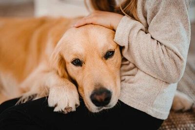 Do therapy dogs work? New study suggests 10 minutes can make a difference